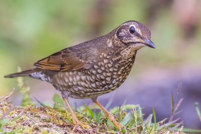 Close-up of bird perching on a field