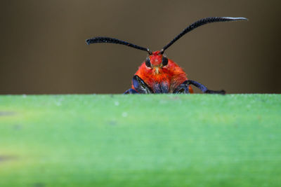 Close-up of insect on leaf