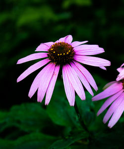 High contrast photo of echinacea flowers with a dark green background and some wet leafs. medicinal