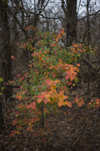 Close-up of autumn tree in forest