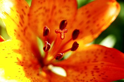 Close-up of orange lily
