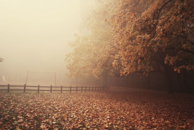 Trees in park during autumn