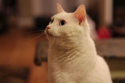 Close-up portrait of cat