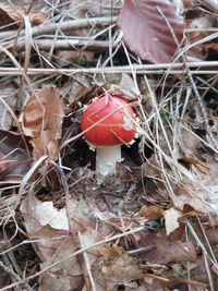 High angle view of mushroom growing on field