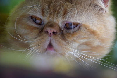 Close-up portrait of a cat