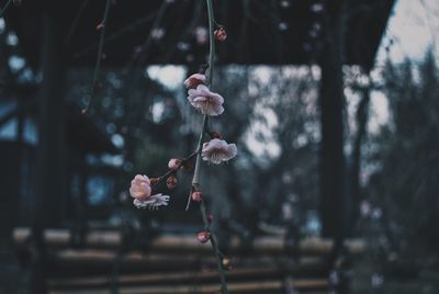 Close-up of flowers hanging on branch