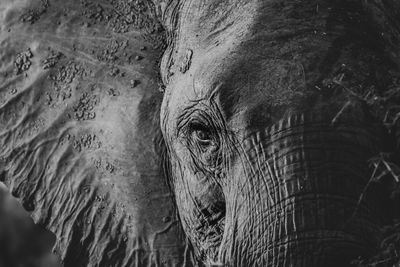 Close-up of elephant