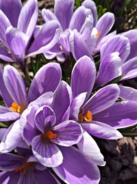 Close-up of purple crocus flowers