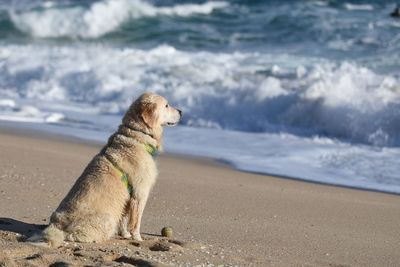 Dog looking at sea shore