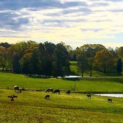 Scenic view of grassy field against sky