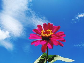 Close-up of pink flower against blue sky