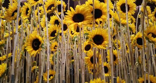 Full frame shot of sunflower field