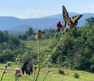 Close-up of butterfly on pink flowers on field against sky