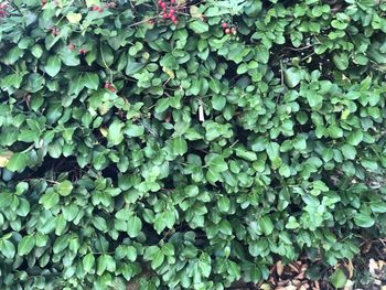 Full frame shot of green leaves