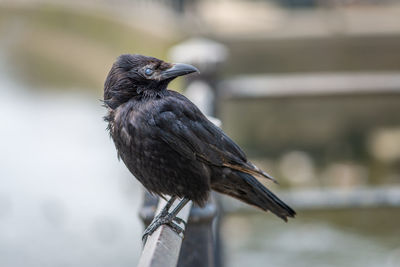 Close-up of raven perching outdoors