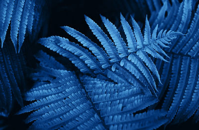 Blue colored fern leaves 