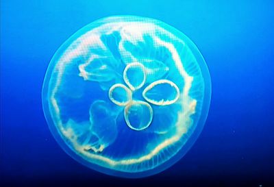 Close-up of jellyfish swimming in sea