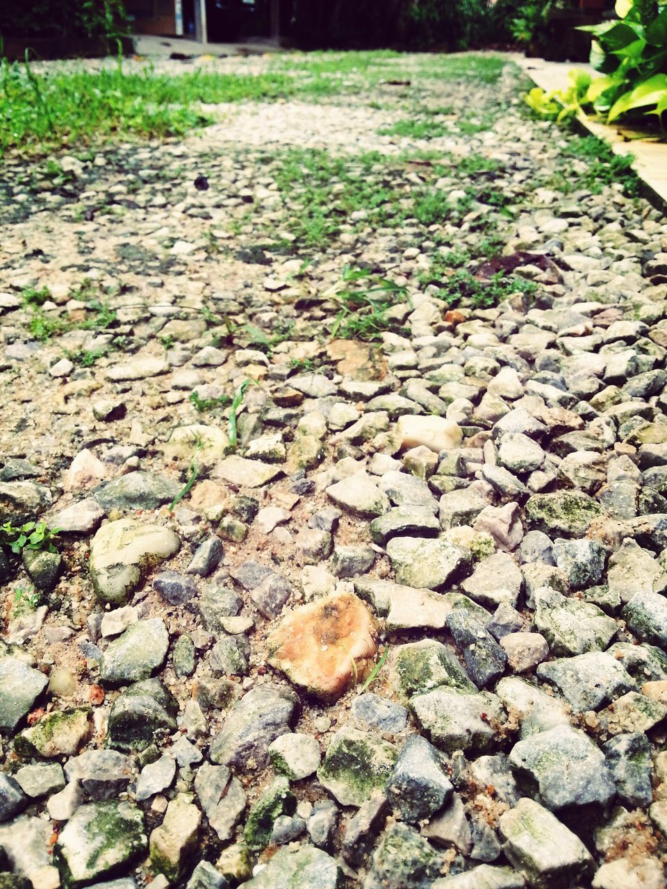 cobblestone, leaf, footpath, street, high angle view, nature, stone - object, fallen, the way forward, plant, day, outdoors, paving stone, growth, autumn, grass, dry, no people, change, field