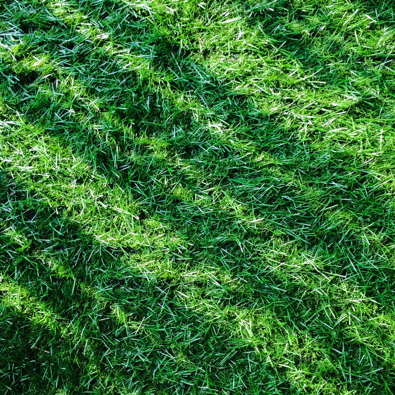 FULL FRAME SHOT OF GREEN GRASS