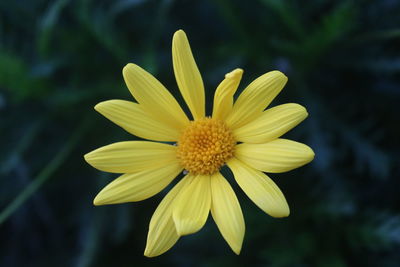 Close-up of yellow flower