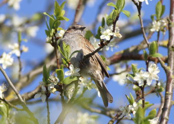 Bird perching on plant