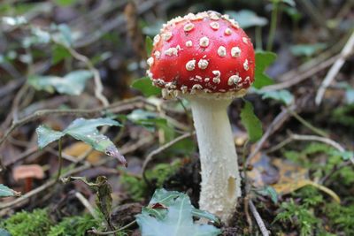 Close-up of fly agaric mushroom