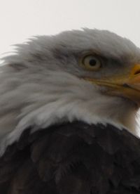 Close-up of eagle