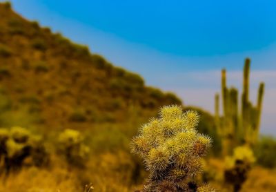 Close-up of fresh cactus flower against sky