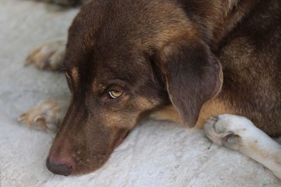 Close-up of dog lying down