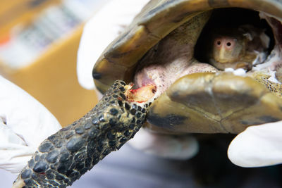 Close-up of injured tortoise