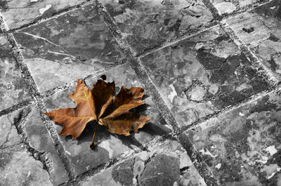 High angle view of maple leaf on snow