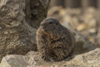 Close-up of meerkat on rock