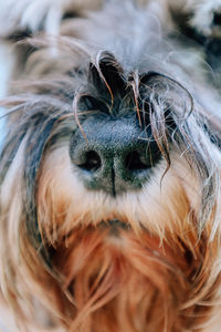 pet
