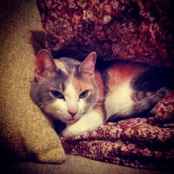 Portrait of cat resting on tiled floor