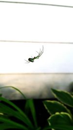 Close-up of spider on plant