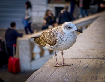 Close-up of seagull perching on wood