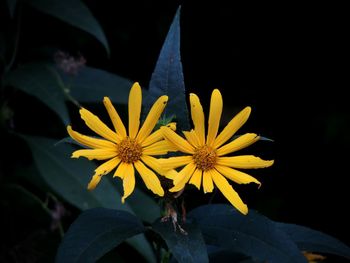 Close-up of yellow flowers blooming at park