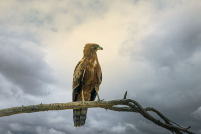 Low angle view of eagle perching on branch against sky