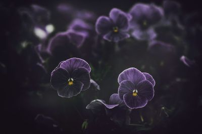 Close-up of purple flowers blooming outdoors