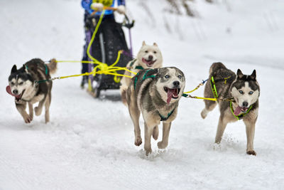 Dogs running in snow