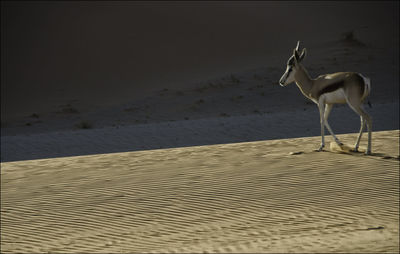 Scenic view of sand dunes at beach against sky