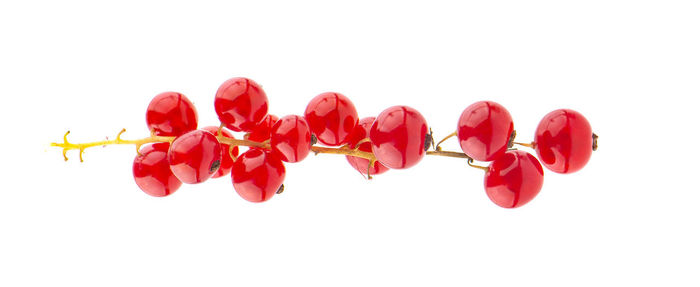 Close-up of red flowers against white background