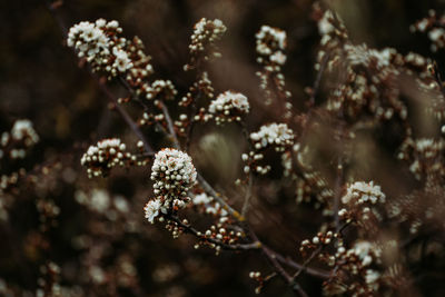 High angle view of flowering plant