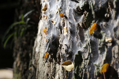 Close-up of lichen on tree trunk