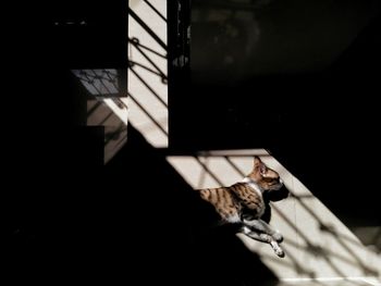 Close-up of cat on floor