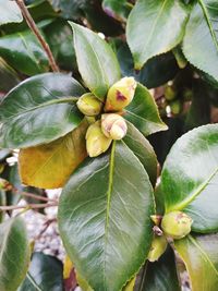 Close-up of plant growing on tree