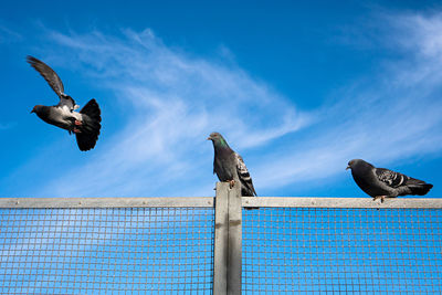 Low angle view of seagulls flying against sky