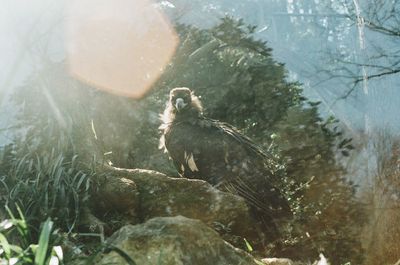 Close-up of bird in water