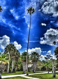 Scenic view of palm trees on field against sky