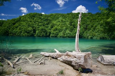 Scenic view of lake by trees against sky